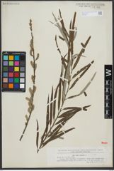 Foto von Salix viminalis L.